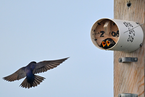 Purple Martin